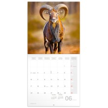 Poznámkový kalendář Zvířátka z lesa 2024, 30 × 30 cm