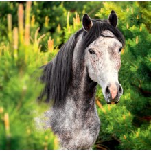 Kalendář Horses