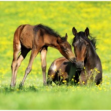 Kalendář Horses