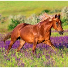 Kalendář Horses