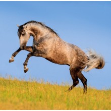 Kalendář Horses