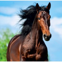 Kalendář Horses