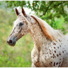 Kalendář Horses