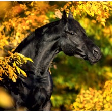 Kalendář Horses