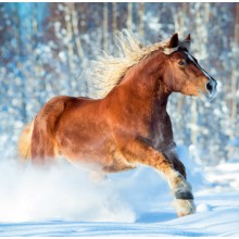 Kalendář Horses