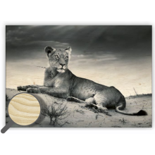 Dřevěný obraz Lioness Dřevěný obraz Lioness