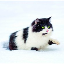 Kalendář Cats