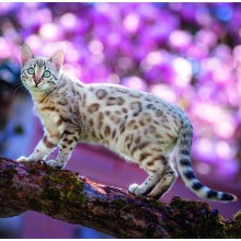 Kalendář Cats