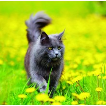 Kalendář Cats
