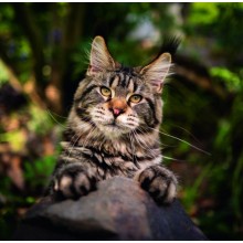 Kalendář Cats