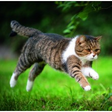 Kalendář Cats