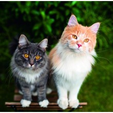 Kalendář Cats