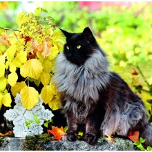 Kalendář Cats