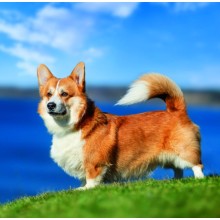 Kalendář Dogs
