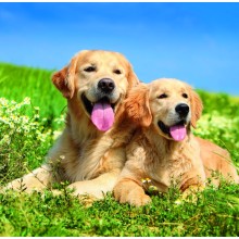 Kalendář Dogs