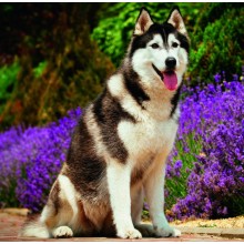 Kalendář Dogs