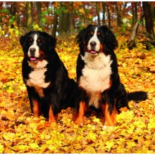 Kalendář Dogs