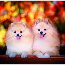 Kalendář Dogs