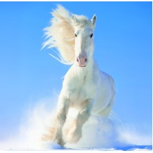 Kalendář Horses