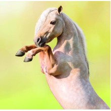 Kalendář Horses