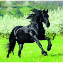 Kalendář Horses