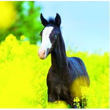 Kalendář Horses