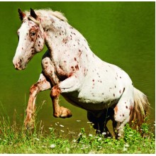 Kalendář Horses
