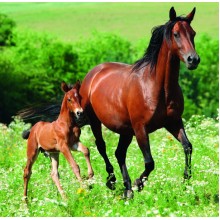 Kalendář Horses