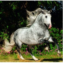 Kalendář Horses