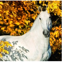 Kalendář Horses