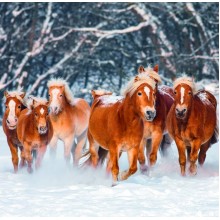 Kalendář Horses
