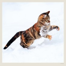 Kalendář Cats