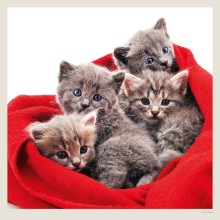 Kalendář Cats