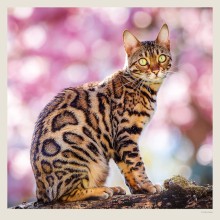 Kalendář Cats