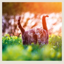 Kalendář Cats