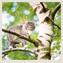 Kalendář Cats