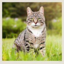Kalendář Cats