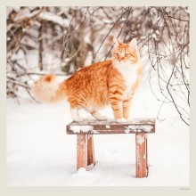 Kalendář Cats