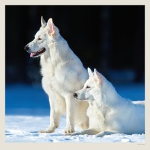 Kalendář Dogs