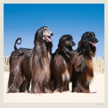 Kalendář Dogs