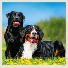 Kalendář Dogs