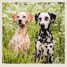 Kalendář Dogs