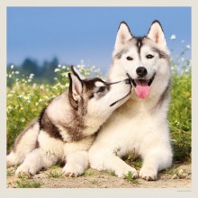 Kalendář Dogs
