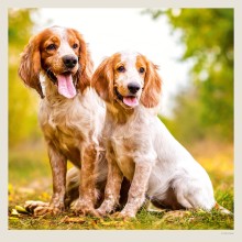 Kalendář Dogs
