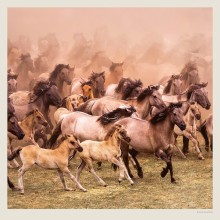Kalendář Horses