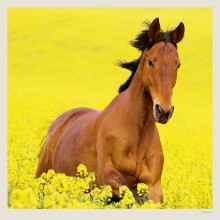 Kalendář Horses