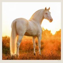 Kalendář Horses