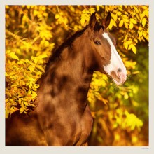 Kalendář Horses