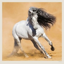 Kalendář Horses