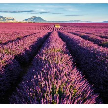 Kalendář Provence - vázanka